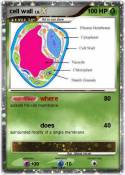 cell wall