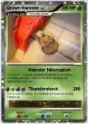 Grown Hamster