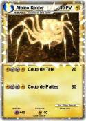 Albino Spider