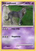 irish wolfhound