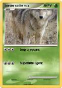 border collie