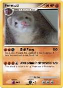 Ferret