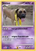 boerboel