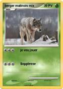berger malinois