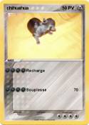 chihuahua