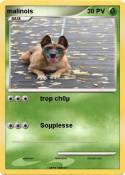 malinois