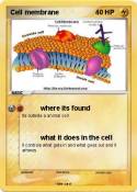 Cell membrane