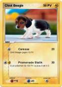 Chiot Beagle
