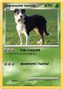 loup-bouvier