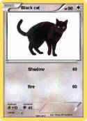 Black cat