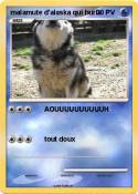 malamute