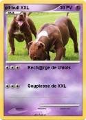 pit-bull XXL