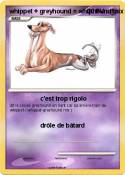 whippet +