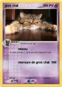 gros chat
