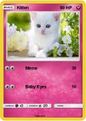 Kitten