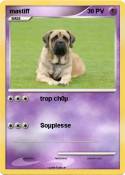 mastiff