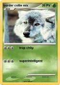 border collie