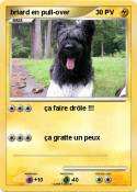 briard en