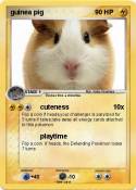 guinea pig