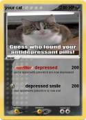 your cat