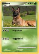 malinois