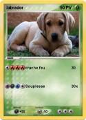 labrador