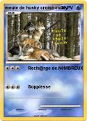 meute de husky