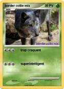 border collie