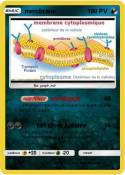 membrane