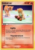 football cat