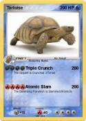 Tortoise