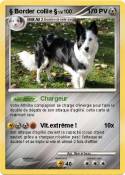 § Border collie