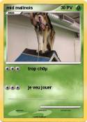 mid malinois