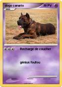 dogo canario