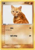 cat