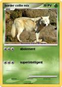 border collie