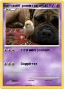 bullmastiff