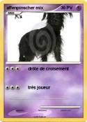 affenpinscher