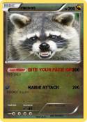 racoon