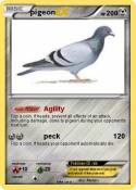 pigeon