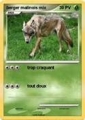 berger malinois