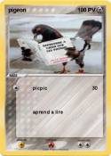 pigeon 