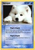 Samoyed