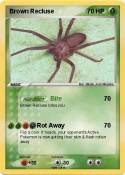 Brown Recluse