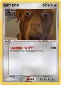 Wtf!? DOG