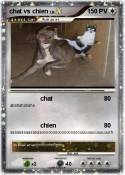 chat vs chien