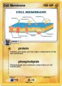Cell Membrane