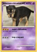 doberman-chihuahua