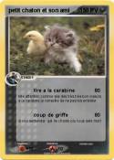 petit chaton et