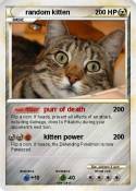 random kitten